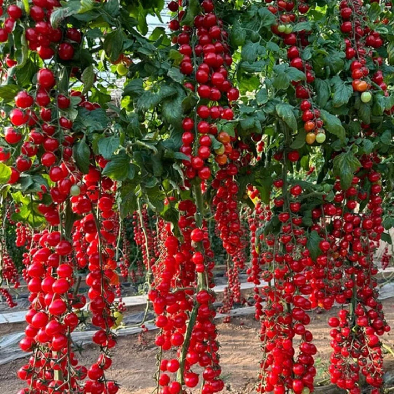 Imported Waterfall Tomato Seeds | झरने जैसे गुच्छों में उगने वाले टमाटर के बीज