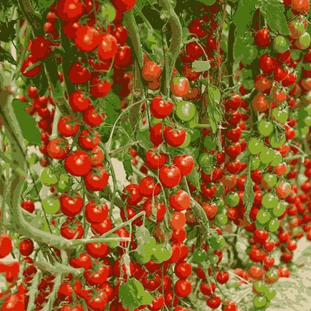 Imported Waterfall Tomato Seeds | झरने जैसे गुच्छों में उगने वाले टमाटर के बीज