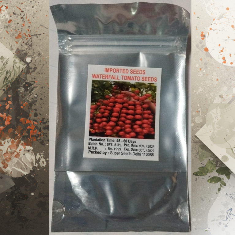 Imported Waterfall Tomato Seeds | झरने जैसे गुच्छों में उगने वाले टमाटर के बीज