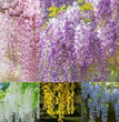 The Garden’s Cascading Beauty All Year Round