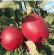 Red Apple Seeds