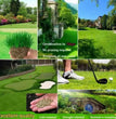 Grass Seeds Hybrid Best For Your Beautiful Home Gardening (Pack Of 100 seeds) (Pack of 1)