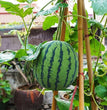 Potted small watermelon seeds