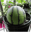 Potted small watermelon seeds