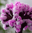 Magic Cherry Blossom Tree