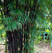Bambusa gigantea Seed