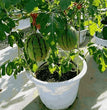 Potted small watermelon seeds