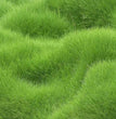Grass Seeds Hybrid Best For Your Beautiful Home Gardening (Pack Of 100 seeds) (Pack of 1)
