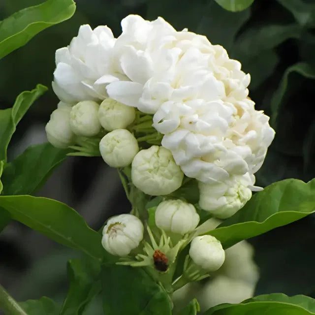 Double Jasmine Seeds